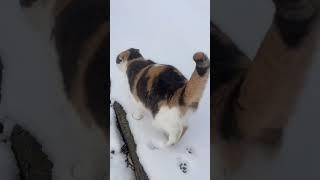 kucing salju | kucing lucu | bikin ngakak | funnycat #cats #catlovers #funny #imut #gemoy @Cat