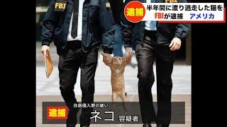 猫がFBIに逮捕されてツボるアナウンサー