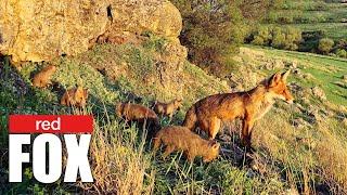 Многодетная лиса. Red fox with pups near its hole.