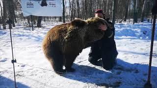 Встреча с медведем Мансуром на аэродроме Орешково 2 марта 2019г