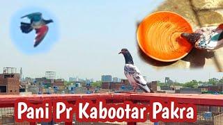 Pani Pr Kabootar Pakra | Hashim Mahmood Pigeons