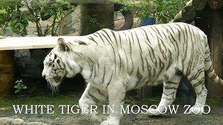 White tiger Moscow zoo 4K