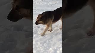 Someone got chased by a whole bunch of tailed Кого-то погнали целая куча хвостатых Опасных момент