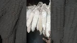 AVOID STORING YOUR SEEDS TO THIS EXTENT #youtube #farming #viral #agriculture #climatechange #life