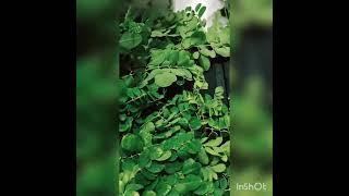 moringa good for our health #asmr #shortvideo