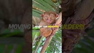 Tarsier: The Tiny Predator with Giant Eyes