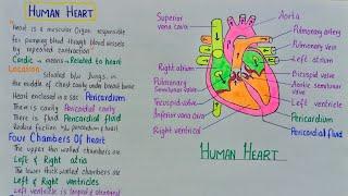 human heart structure and function