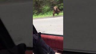 Bear Charges Car in Alaska || ViralHog