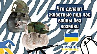 ЧТО ДЕЛАЮТ МОИ ГРЫЗУНЫ ПОД ЧАС ВОЙНЫ БЕЗ ХОЗЯЙКИ?сообщения от бабушки #шиншилла #хомяк яХрумка