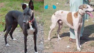 Shakari Dog In my village