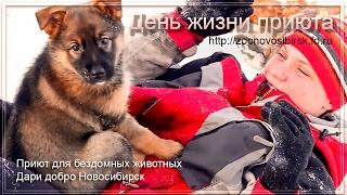 Узнай как живут собаки в приюте Дари добро Новосибирск | Learn how the dogs live at the shelter