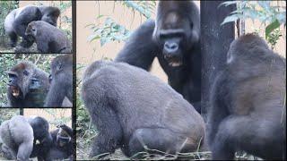 Gorilla⭐️Genki suddenly bitten by Momotaro! Two sons protect her.【Momotaro family】