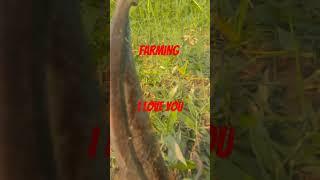 Kam hai kheti badi #farming #faingaming #fnnyvideomau #shorts #short #flower #love #new