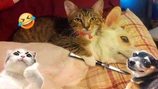 New Funny Cats And Dogs Videos  Funniest Animals 2025 