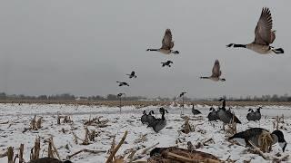 From the River to the Field. A Duck and Goose Hunt!