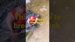 This is how you can breed koi fish part 2 you need to know