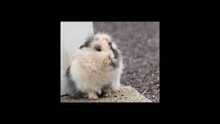 Loose Aadmi/ PMH Films/#shorts #funny