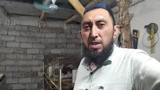 KALIFORNIYA YANA TUG'ISH ARAFASIDA / Калифорния яна тугиш арафасида / Калифорния рожает