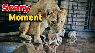 Luna’s cubs experiencing outside world 