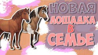 Star Stable на русском/ ПОКУПКА ЛОШАДИ/КУДРЯШКА В СЕМЬЕ️️️