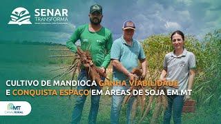 Mandioca conquista espaço em áreas de soja em MT | Senar Transforma ep.31