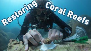 Restoring Coral Reefs with Conservation Diver