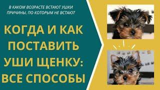 Как поставить уши йорку? Когда встают уши у йорка? Почему не поднимаются уши у йоркширского терьера?