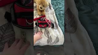 How I bond with my ESSA || #essa #puppy #dogtraining #stuffedanimal