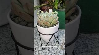 Trasplante de Hermosa Echeveria Prism#echeveria #suculentas #gardening #jardineria #suculent