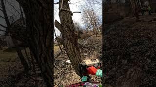 Tree Felling Over a Ditch — Nailed the Drop