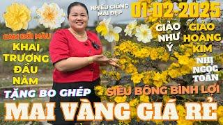 CHỊ THANH TRÀ Khai Trương Đầu Năm Giao Lưu Mai Vàng Giá Rẻ Siêu Bông Bình Lợi Như Ý • THÀNH TRỌNG LÊ