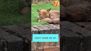 Sleepy FOX Says Don't Wake Me Up #foxplay #animallover #beautifulview