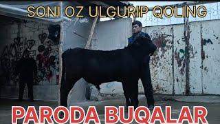 PARODA buqalar soni oz ULGURIP qoling