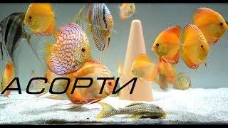 Дискусы Украины. Асорти Discus Kiev