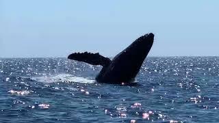 Humpback Whale - “BREACHING”  2020 Cabo San Lucas