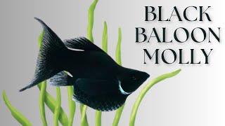 Black Balloon Molly Fish: A Stunning Addition to Your Tank