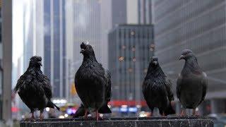 Birds of the New York City