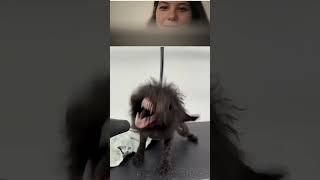 #ржач #смешновидео #pets #юмор #funny #приколы #смехпродлеваетжизнь #смешнойшортс