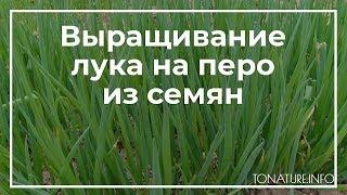 Выращивание лука на перо из семян | toNature.Info