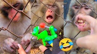 camera man visited the monkey every day and the monkey got angry when he was teased