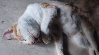 Gato de la Azotea está en vivo