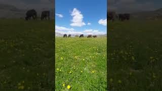 [PointFOOTAGE] Animals - Cattle cow herd grazing pasture - XLS - 3242345598, 11865343 - Vertical