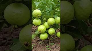 Grow Guava Tree FAST with These Pro Tips #guava #fruittree #gardening