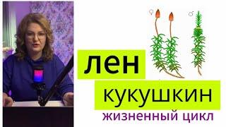 Кукушкин лен жизненный цикл / гаметофит спорофит ЕГЭ