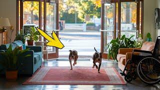 Two pit bulls ran into the hospital. What the staff did next is Shocking!