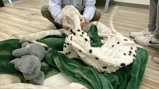 His bad owner left him to starve on the roadside—skin and bones, he begged, but no one stopped!