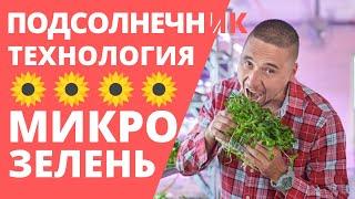 Как вырастить Микрозелень подсолнечника. Технология