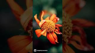 Perfect Petals. Check out our Sol 45 now at lensbaby.com!
