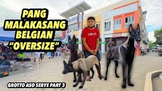 OVERSIZE BELGIAN MALINOIS | GROTTO ASO SERYE PART 3 | JANUARY 12, 2025