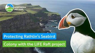 Protecting Rathlin Island's seabirds with the LIFE Raft project